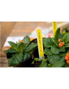 CINTA BROTHER TZE-631 12MM 2